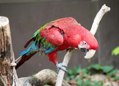 ベニコンゴウインコ